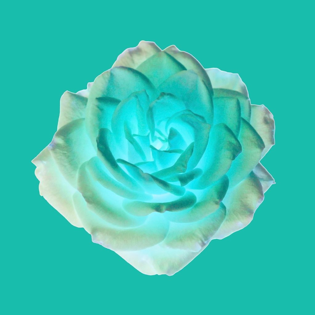 flower, rose, bloom, rose wallpaper, blossom, flora, beautiful wallpaper, petals, nature, flower background, abstract, art, artistic, light, glow, digital paper, floral background, wallpaper, background, illusion, rose flower, colorful, beautiful flowers, flower wallpaper, bright