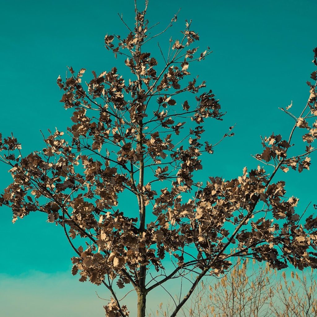 tree, close up, green, abstract, nature, macro, cherry tree, spring, leaf, blooming, sapling